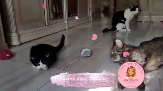 🔥 Игры чудесного спинальника Тедди💓🐱