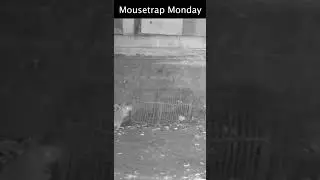 Catching Mice With An Antique Mouse Trap.