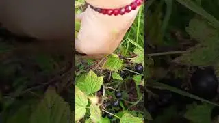 Смородина в этом году удалась