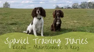 Dog Training - Recall (realising my missing link)