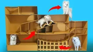 Funny Race Between Snowball Dog And Hugo Hamster- DIY Pet Toys