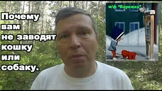 Почему вам не заводят кошку или собаку