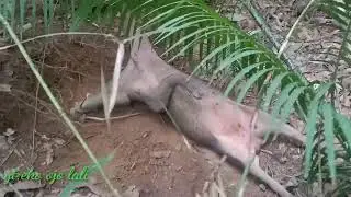 cek jerat di lokasi baru bersama anggota baru,poin satu ekor jantan muda,🐗🐗🐗