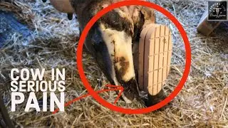 Poor Cow Gets INSTANT Relief From This Pain | Hoof Restoration