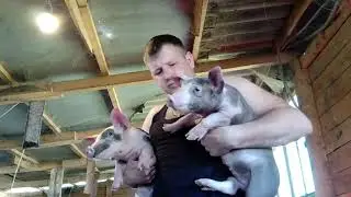 Продажа поросят/Пьетрен порода свиней/Контрольное взвешивание