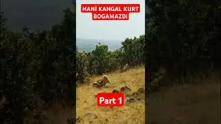 KANGAL KURT BOGAMAZ DIYEN ŞEHİR BEBELERİ İYİ İZLEYİN