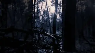 Insect Ark - The Frozen Lake #youtubeshorts