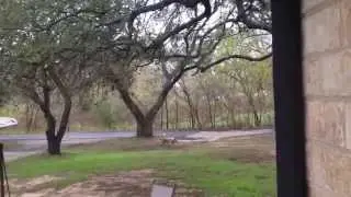 Dog lost his marbles.