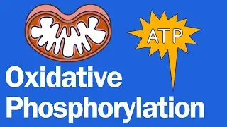 Cellular Respiration 2: Oxidative Phosphorylation; the ETC, Chemiosmosis, ATP Synthase