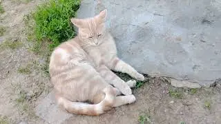 Как первый вальс, оно не позабудется.🕺💃🐯🐱🏡
