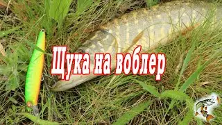 Воблеры летом  Щука на сковородке