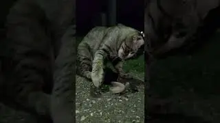 Кот и богомол. #животные #насекомые #котики #юмор