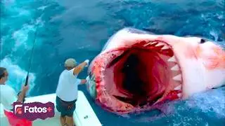 Os Maiores TUBARÕES já registrados no MUNDO! O último se Não Fosse Filmado Você Não Iria Acreditar!