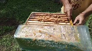 Воспитание маток во втором корпусе через решётку , ньюансы.