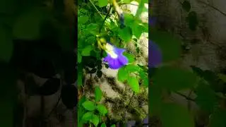Phool phool pe bani Teri tasveer #short #video #youtubeshort