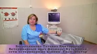Ультразвуковая диагностика животных
