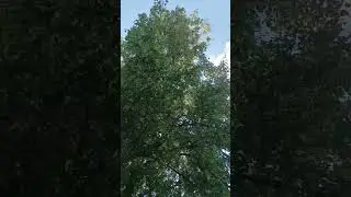 Деревенская красота#деревня#деревья#природа#сад.