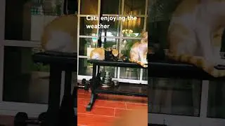 Cats enjoying the weather #cats