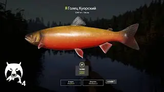 Русская  Рыбалка 4 | РР4 | Куори Где клюет? Куорец?