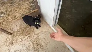 JON VLOGS SHOWING VLOG ON THE FARM!