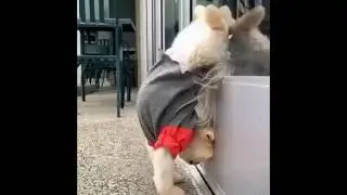 МИЛЫЕ