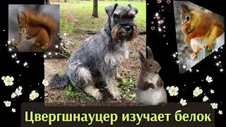 ⚠️ сплошной позитив⚠️! цвергшнауцер Саня - зоолог, специалист по поведению грызунов