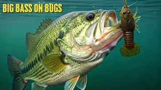 Bass CAN’T Resist This Lure (Final Bass in July)