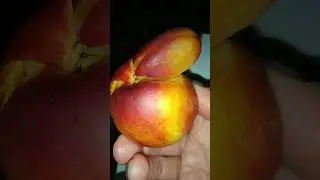 Носатый нектарин