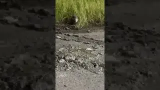 I almost got JUMPED by a POSSUM in Louisville