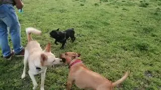 Стаффорд защищает Французского бульдога #staffy #dogs #dog #stafford #francebulldog #рекомендации