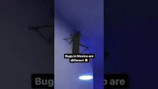 That’s a really huge grasshopper or locust