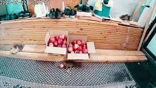 Epic Rat and Apple CCTV