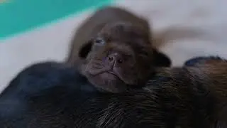 BETTY & PUPPIES 2 WEEKS OLD (APR 24 2024)