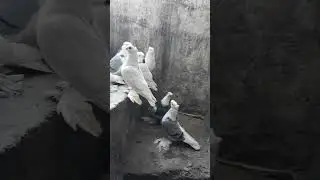 узбекские голуби абдусалама город ош