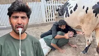 Sabtain Ko Zbrdsti Gaaiya Ka Dodh Pila Diya😂