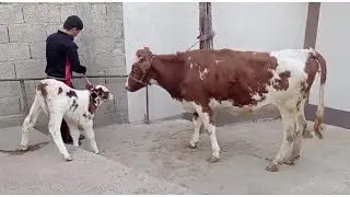 Срочно фруши СЕМЕНТАЛ ГОВИ ЧУШО 31 января 2022 г.