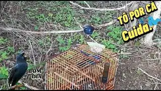 Azulão pegada livre, pegada boa...