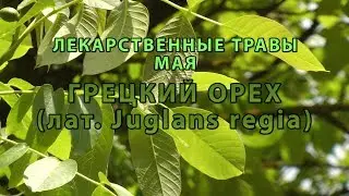 Лекарственные растения мая 