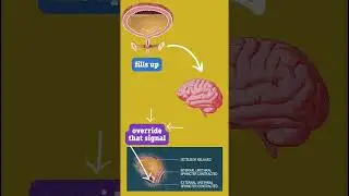 Is holding your pee harmful?