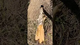 Uncovering a Massive Fire Ants' Mound - Shocking Discovery! 