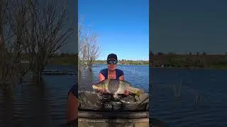 Паравозіще 🚂🚂🚂 #carpfishing