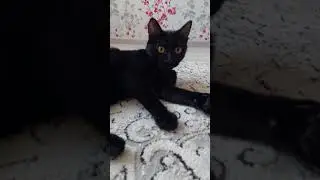 #funny #happy #comedy #cat #love #kitten #топ #pets #puppies #animals #животные