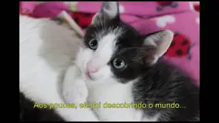 Me ajude a salvar o gato Sylvester