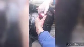 Кастрируем хряка вьетнамца.