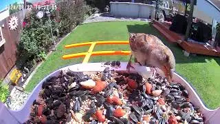 Our new video Bird Feeded…