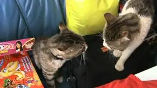 Коты круты (cats are cool)