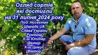 Огляд сортів які достигли на 31 липня 2024 р. частина-1