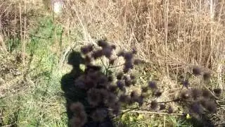 Mavis Farmacy Series :: Chickens preparing Garden Plots :: 29Nov16