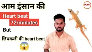 इंसान heart beat V/S छिपकली heart beat 😱 | #short #facts #backtobasics #by Only One Facts 01