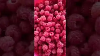 Красный Коралл и черный Жемчуг.